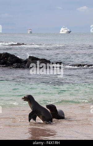 Galapagos Sea Lions (Zalophus wollebaeki) jouant sur la côte de l'île Floreana Banque D'Images