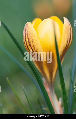 CROCUS CHRYSANTHUS BRONZE ZWANENBURG Banque D'Images