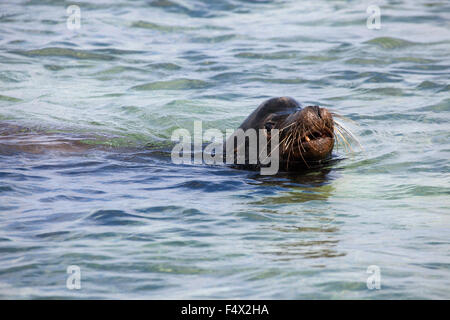 Galapagos Sea Lion Bull (Zalophus wollebaeki) nageant dans l'océan Pacifique, patrouilleurs et territoire de garde Banque D'Images