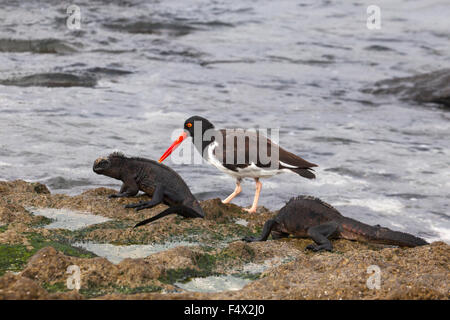 L'huître américaine (Haematopus palliatus) et les Iguanes marins (Amblyrhynchus cristatus) se trouvent sur la côte de l'océan Pacifique, dans les îles Galapagos Banque D'Images