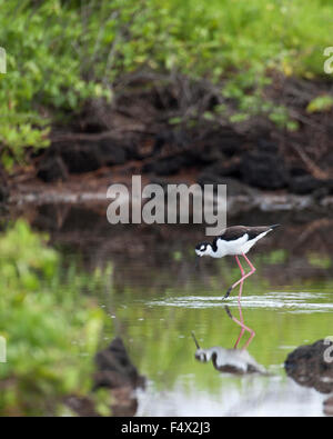 Échasse d'Amérique (Himantopus mexicanus) patauger dans la lagune saline Banque D'Images