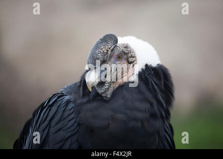 Condor des Andes (Vultur gryphus) Banque D'Images