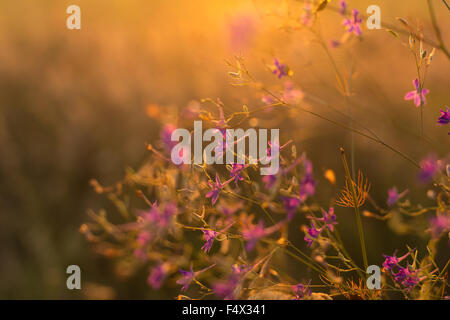 Purple fleurs sauvages sur le coucher du soleil Banque D'Images