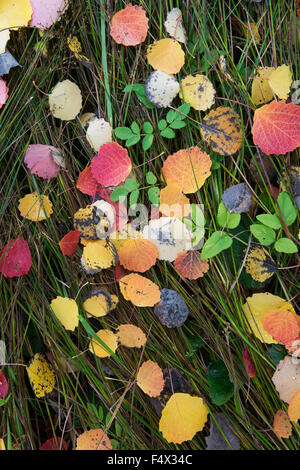 Populus tremula. Automne feuilles tombées tremble en herbe de marais. L'Ecosse Banque D'Images