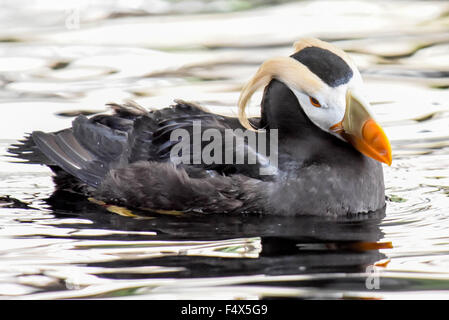 Un macareux huppé / Fratercula avec bec orange nage en Alaska Banque D'Images