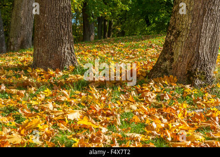 Laisse tomber d'un arbre en automne Banque D'Images