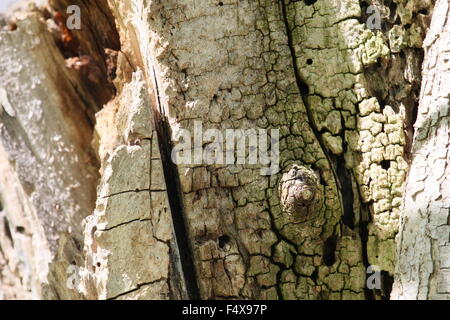 Libre d'un tronc d'arbre mort. Banque D'Images