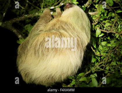 Deux doigts Sloth dormir dans un arbre à Monteverde, Costa Rica Banque D'Images