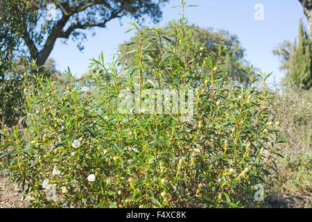 Gum ciste Cistus ladanifer ou dans un pré, de l'Estrémadure, Espagne Banque D'Images