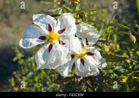 Gum ciste Cistus ladanifer ou dans un pré, de l'Estrémadure, Espagne Banque D'Images