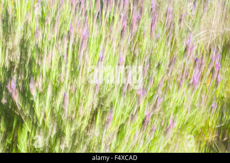 Circulation de vert et violet floral abstrait, Estrémadure, Espagne Banque D'Images