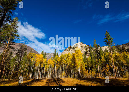 La couleur de l'automne le long de la route 158 appelé le Lac Juin boucle dans l'Est de la Sierra Nevada de Californie Banque D'Images