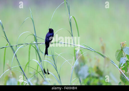 Plus de racket-tailed drongo (Dicrurus paradiseus) en Malaisie Banque D'Images