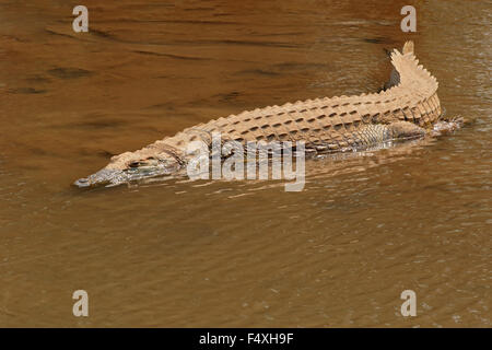 Un crocodile du Nil (Crocodylus niloticus) se prélassent dans l'eau peu profonde, Kruger National Park, Afrique du Sud Banque D'Images