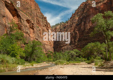 Riverside Walk, Zion NP, Utah, USA Banque D'Images