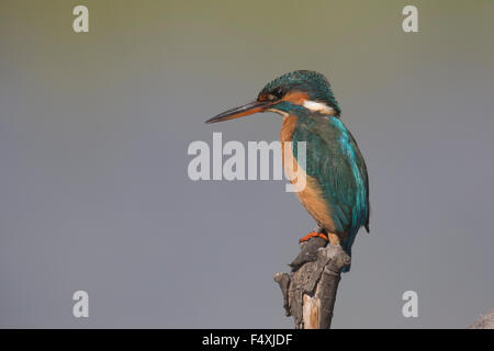 Kingfisher en Andalousie