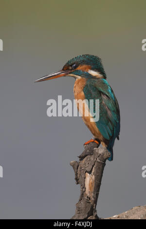 Kingfisher en Andalousie