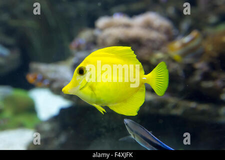 Un Zebrasoma flavescens Tang (jaune) Banque D'Images