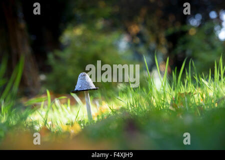 Coprinus comatus. Shaggy cap d'encre à l'automne des champignons dans la campagne anglaise Banque D'Images