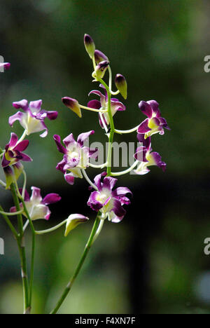 Orchidée dendrobium contre l'arrière-plan flou Banque D'Images