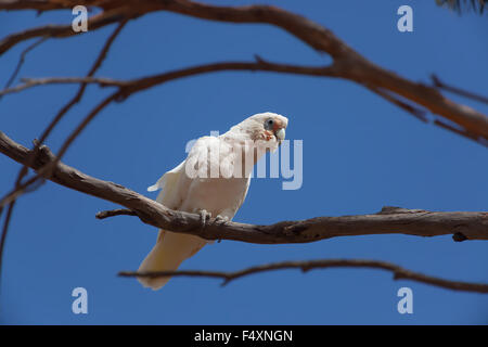 (Cacatua pastinator corella ouest pastinator), ou de l'Ouest Long-billed Corella. Banque D'Images