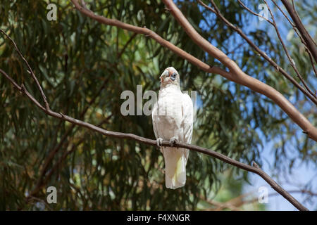 (Cacatua pastinator corella ouest pastinator), ou de l'Ouest Long-billed Corella. Banque D'Images