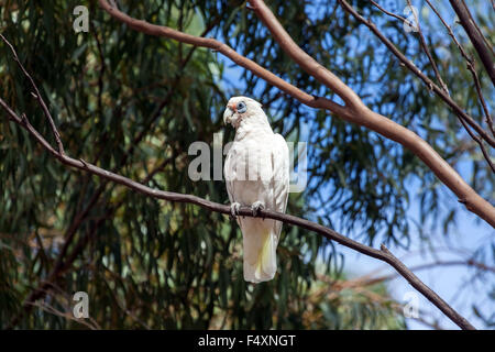 (Cacatua pastinator corella ouest pastinator), ou de l'Ouest Long-billed Corella. Banque D'Images