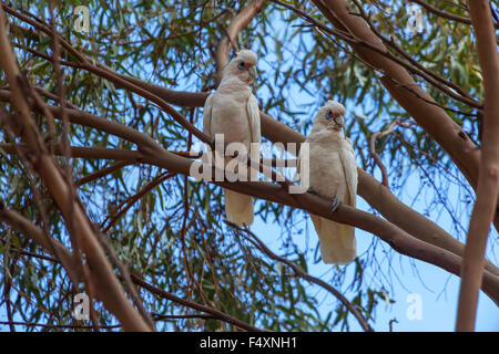 (Cacatua pastinator corella ouest pastinator), ou de l'Ouest Long-billed Corella. Banque D'Images