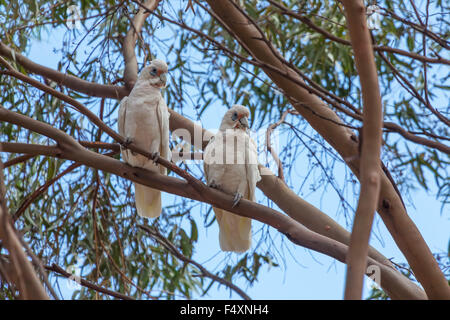 (Cacatua pastinator corella ouest pastinator), ou de l'Ouest Long-billed Corella. Banque D'Images