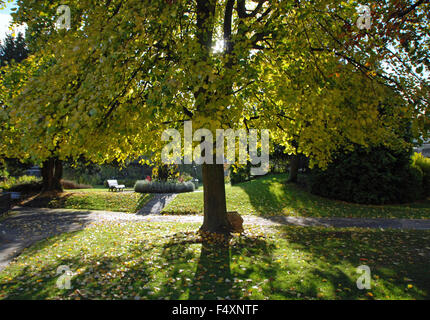 Rayons de soleil tôt le matin brillant à travers les arbres dans les jardins de la ville de Bath, Angleterre Banque D'Images