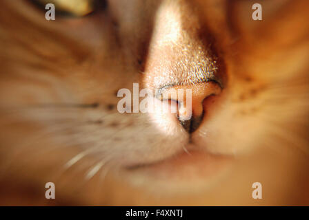 Macro close up nez Leon chat Bengal de vous détendre dans le panier en osier cat tower à Londres, Angleterre Banque D'Images