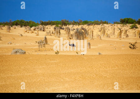 L'UEM (Dromaius novaehollandiae) dans le Parc National de Nambung, Pinnacles, Australie. Banque D'Images