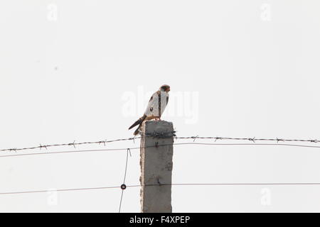 Falcon (Falco amurensis Amur) dans le Nord de la Chine Banque D'Images