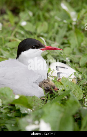 Sterne arctique (Sterna paradisaea) ; ; Iles Farne ; UK Banque D'Images