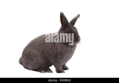 Les goélands à Vienne de race lapin bleu sur fond blanc Banque D'Images