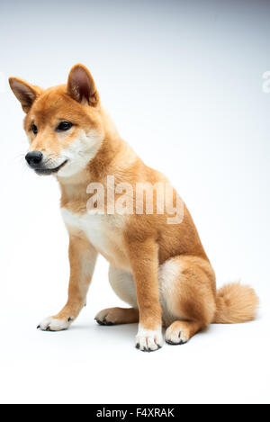 Qute et adorable chiot Shiba Inu sur fond blanc, pur Banque D'Images