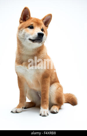 Qute et adorable chiot Shiba Inu sur fond blanc, pur Banque D'Images