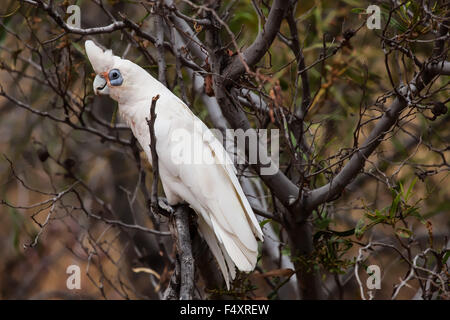 (Cacatua pastinator corella ouest pastinator) Banque D'Images