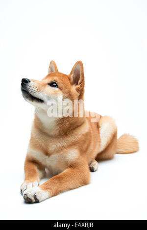 Qute et adorable chiot Shiba Inu sur fond blanc, pur Banque D'Images