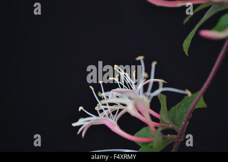 Honeysuckle,Puce,fleurs,fleurs parfumées,parfumé,parfumé,fleur délicate,amour,paix,nature,jardin,flower Banque D'Images