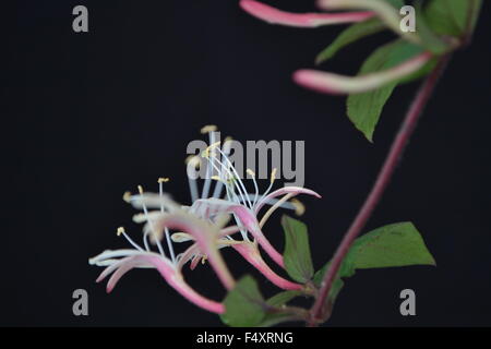 Honeysuckle,Puce,fleurs,fleurs parfumées,parfumé,parfumé,fleur délicate,amour,paix,nature,jardin,fleur, jardin, Ivy Banque D'Images