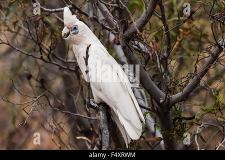 (Cacatua pastinator corella ouest pastinator), également connu sous le nom de Western Long-billed Corella Banque D'Images