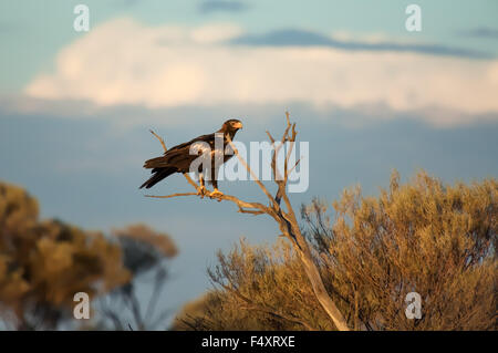 Aigle australien (Aquila audax) désert Great Victoria, Australie. Banque D'Images