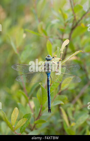 Libellule Anax imperator empereur ; homme célibataire, Cornwall, UK Banque D'Images