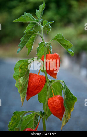 Lanterne chinoise (Physalis alkekengi) avec les coupelles de semences, Abtsgmünd, Bade-Wurtemberg, Allemagne Banque D'Images