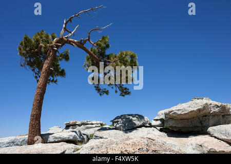 Jeffrey pin (Pinus jeffreyi) croissant entre les rochers, Sentinel Dome, Yosemite National Park, California, USA Banque D'Images