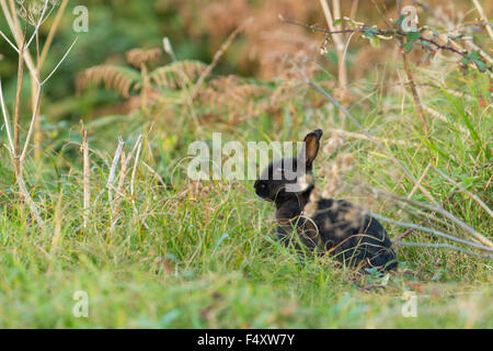 Black Rabbit Oryctolagus cunniculus ; seul ; St Mary's, Îles Scilly ; UK Banque D'Images