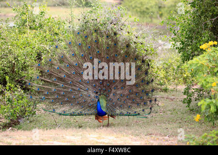 Paons indiens ou des paons bleus (Pavo cristatus), adulte peacock feathers propagation, parade nuptiale, le Parc National de Bundala Banque D'Images