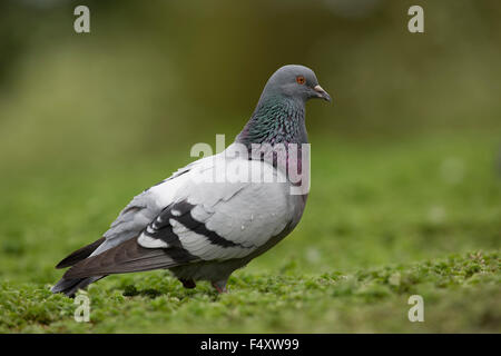 Le pigeon biset ou Pigeon Columba livia ; seul ; Northumberland ; UK Banque D'Images