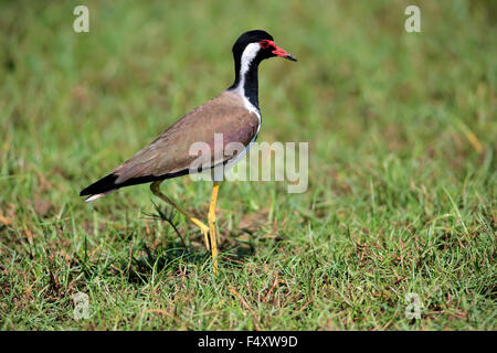 Red-réorganisation sociable (Vanellus indicus), attentif à l'homme de terrain, le Parc National de Bundala, Sri Lanka Banque D'Images